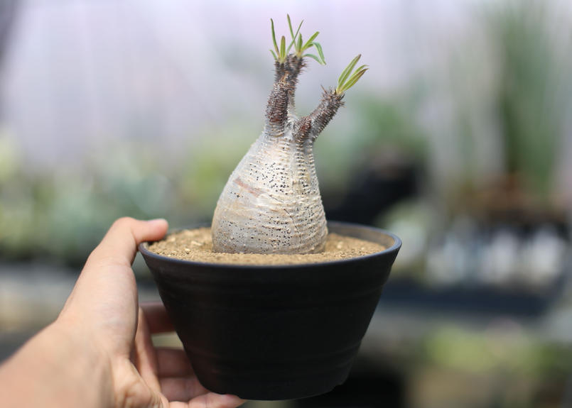 パキポディウム グラキリス Mana S Green 塊根植物販売 マナズグリーン