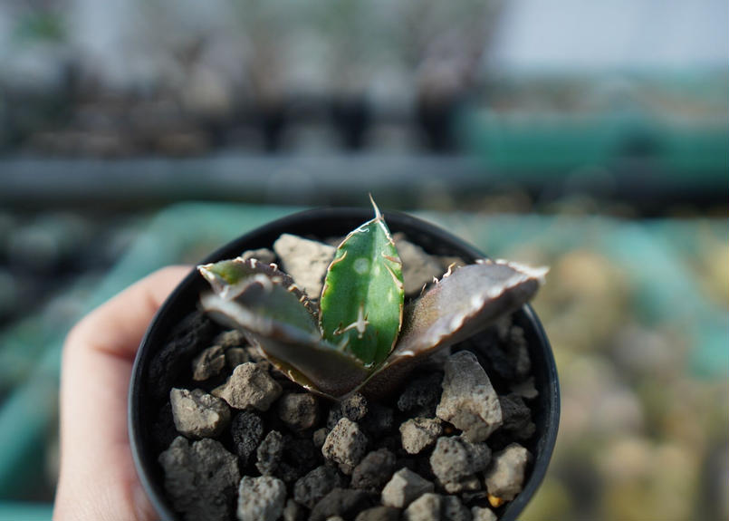 アガベ チタノタ 鬼爪雪峰 Agave titanota “Onitsume Yukimin...