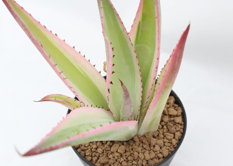 アガベ グイエンゴーラ錦 Mana S Green 塊根植物販売 マナズグリーン