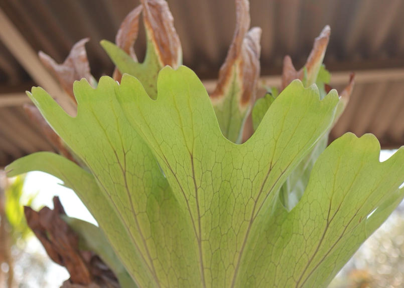 ビカクシダ グランデ 1 Mana S Green 塊根植物販売 マナズグリーン