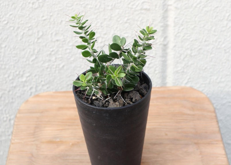 アローディア コモサ Mana S Green 塊根植物販売 マナズグリーン