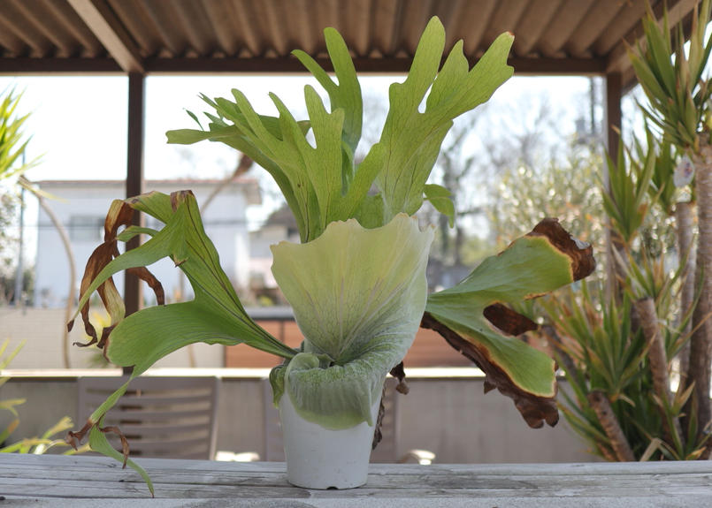 ビカクシダ グランデ 2 Mana S Green 塊根植物販売 マナズグリーン