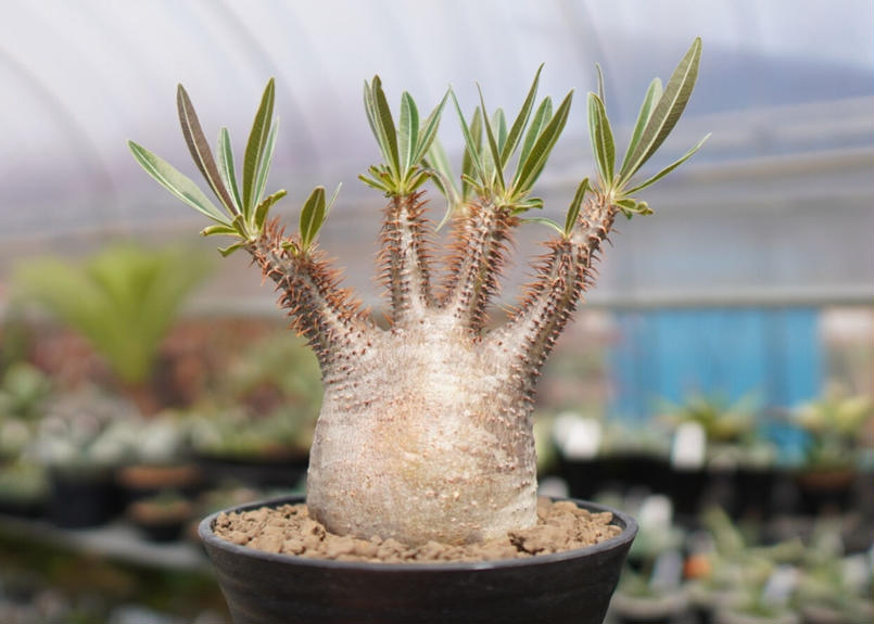 パキポディウム グラキリス F No 1 Mana S Green 塊根植物販売 マナズグリーン