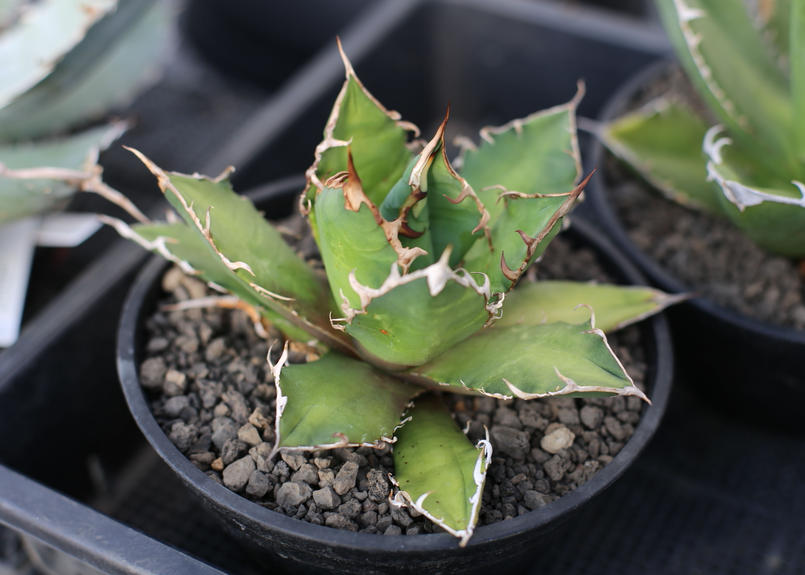 アガベ チタノタ オテロイ ダークファイア Mana S Green 塊根植物販売 マナズ