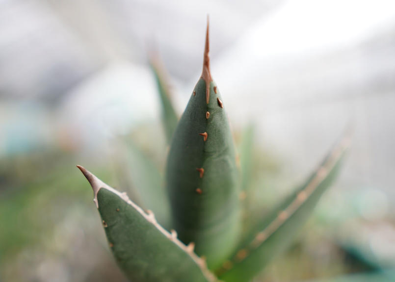 将来有望株 すでに裏トゲあり アガベ パープソラム Mana S Green 塊根