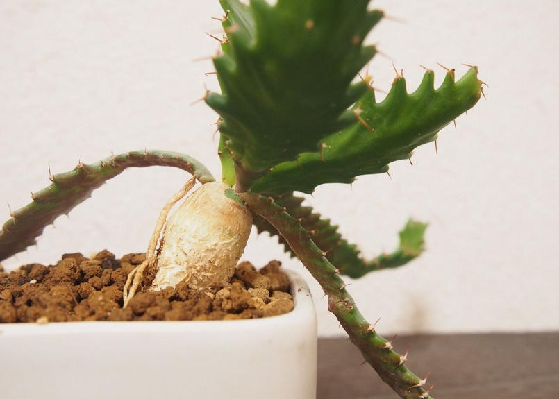 ユーフォルビア ステラータ Euphorbia Stellata No ５ Mana S