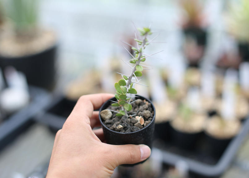 アローディア コモサ Mana S Green 塊根植物販売 マナズグリーン