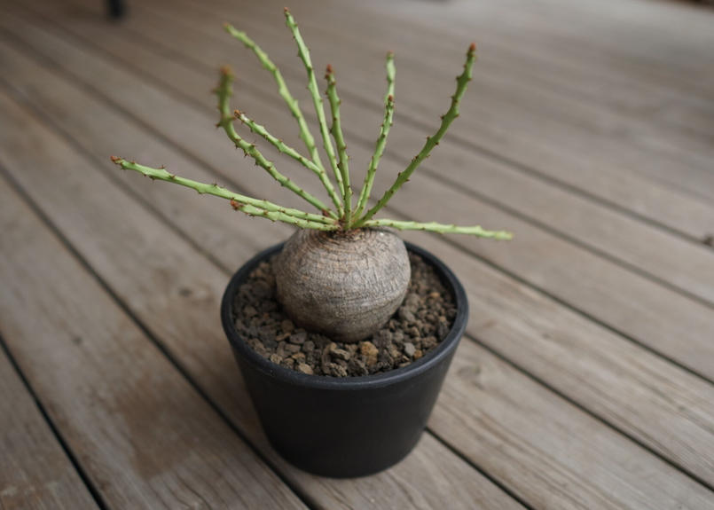 6/21輸入 Q121 ユーフォルビア デシドゥア Euphorbia decidu 塊根植物 ...