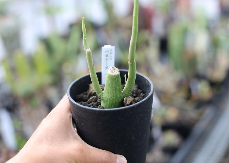 アデニア ベネナータ Mana S Green 塊根植物販売 マナズグリーン