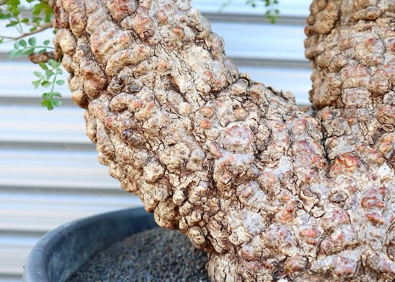 オペルクリカリア パキプス No 3 Mana S Green 塊根植物販売 マナズグリーン