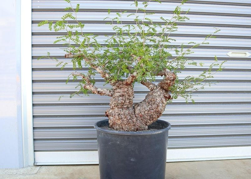 オペルクリカリア パキプス No 3 Mana S Green 塊根植物販売 マナズグリーン