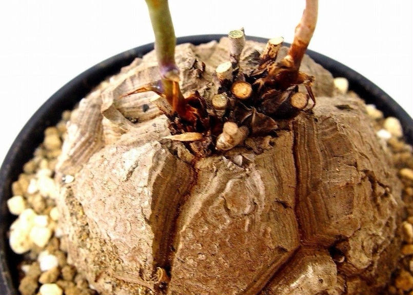 亀甲竜 ディオスコレア エレファンティペス Dioscorea Elephantipes