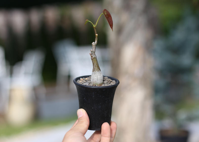ボンバックス エリプティクム Mana S Green 塊根植物販売 マナズグリーン