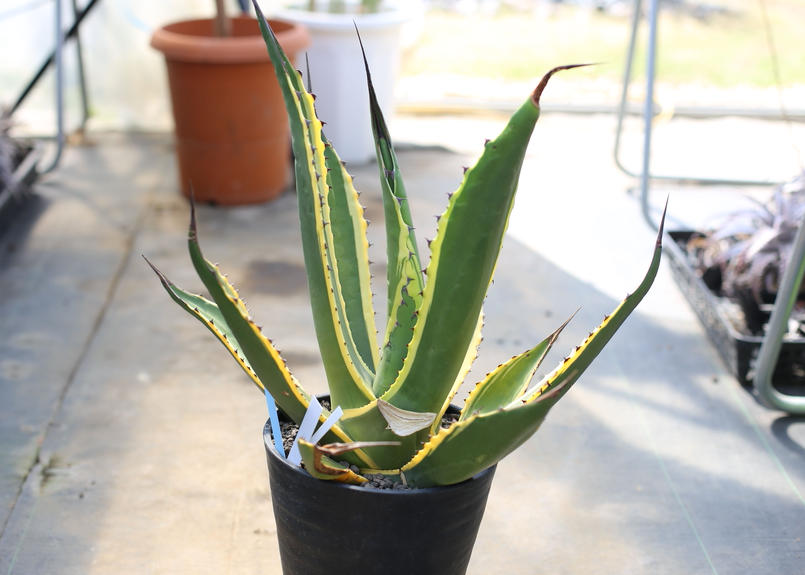 アガベ サルミアーナ フェロックス Mana S Green 塊根植物販売 マナズグリーン