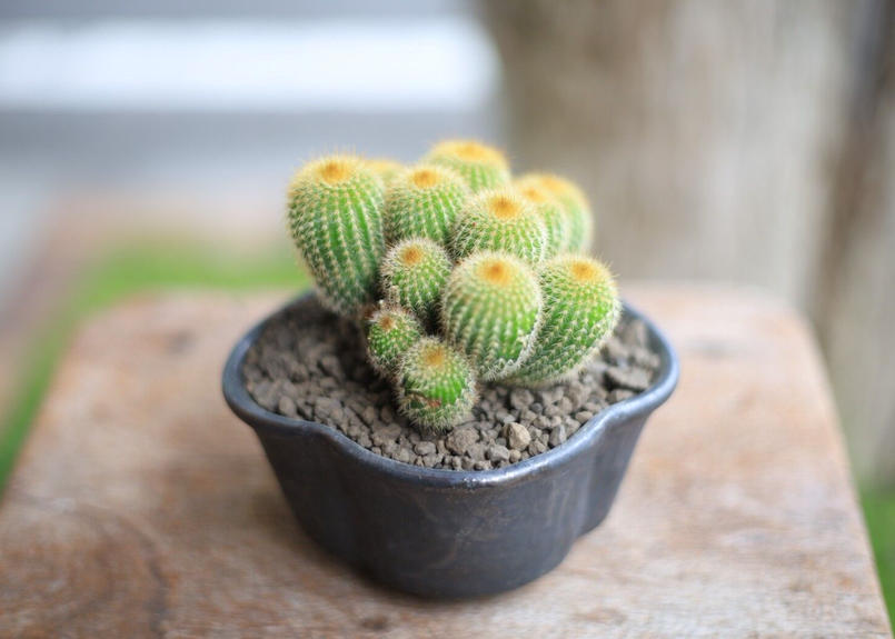 ご予約品 サボテン 金晃丸 Eriocactus Leninghausii Mana S