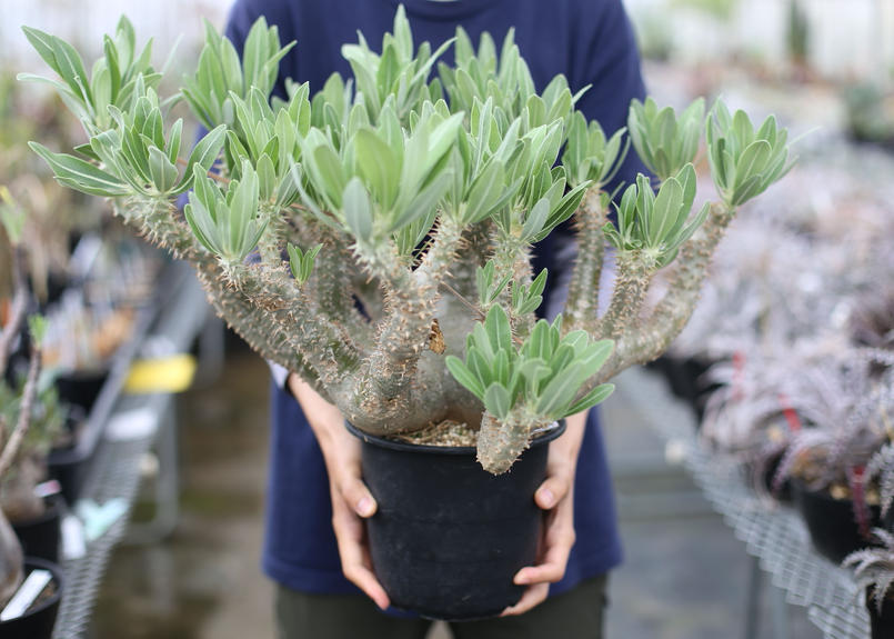パキポディウム ホロンベンセ ビザールプランツ掲載株 Mana S Green 塊根植物販