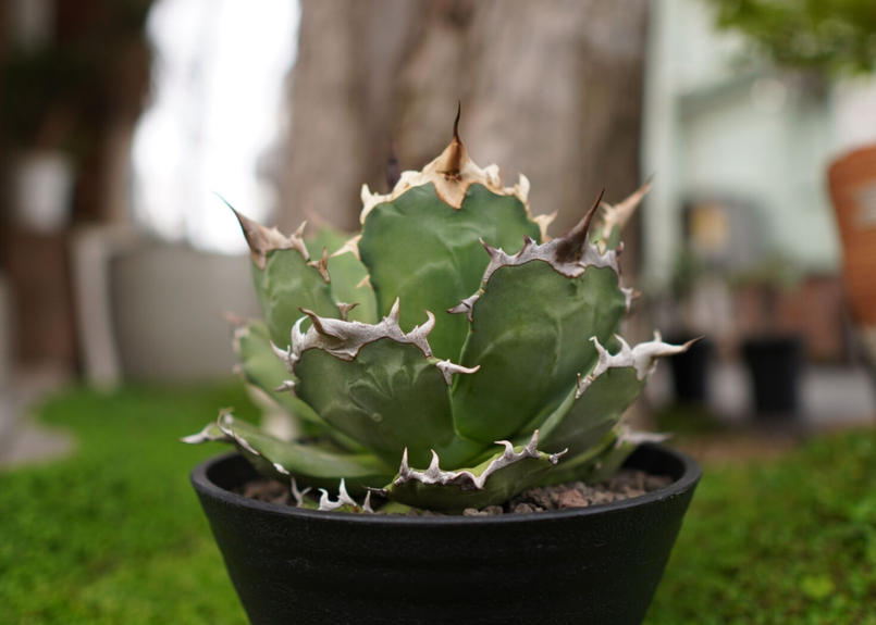 送料無料/プレゼント付♪ studs006 サイズS 鉢 グラキリス アガベ