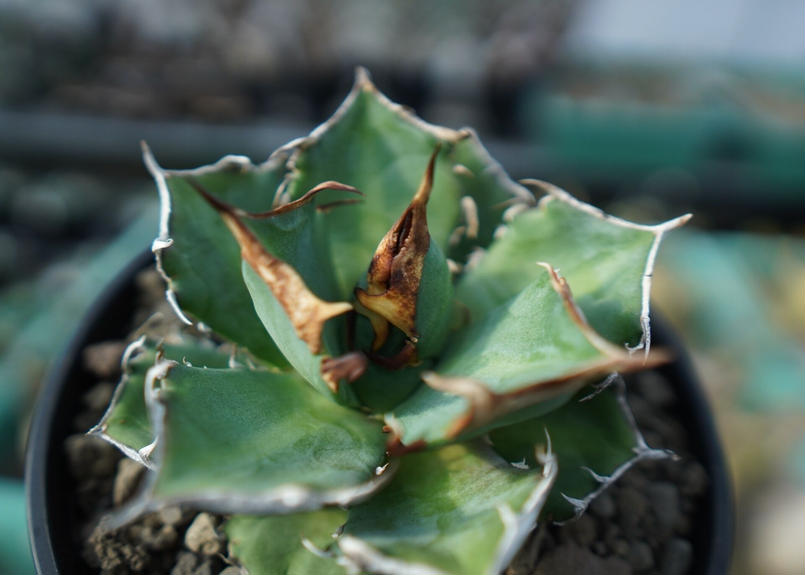 アガベ チタノタ 鬼爪雪峰 Agave titanota “Onitsume Yukimin...