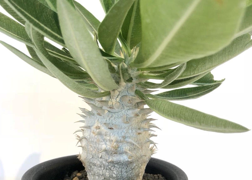 パキポディウム エブレネウム 実生 １０ Mana S Green 塊根植物販売 マナズ