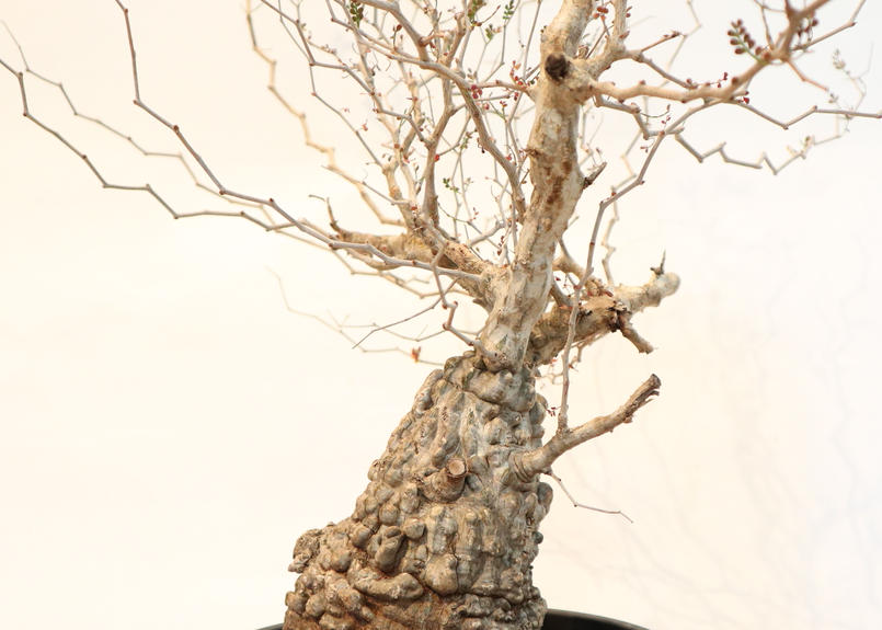 オペルクリカリア パキプス No 6 Mana S Green 塊根植物販売 マナズグリーン