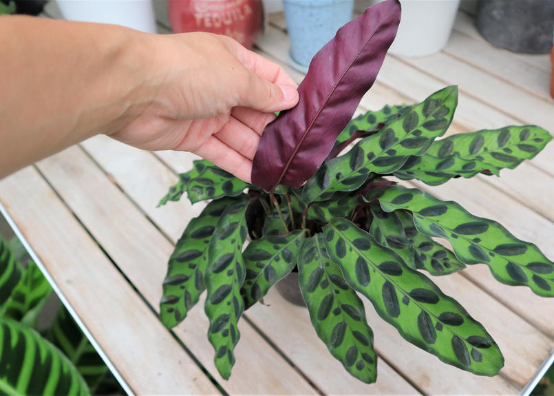 カラテア ランキフォリア Mana S Green 塊根植物販売 マナズグリーン