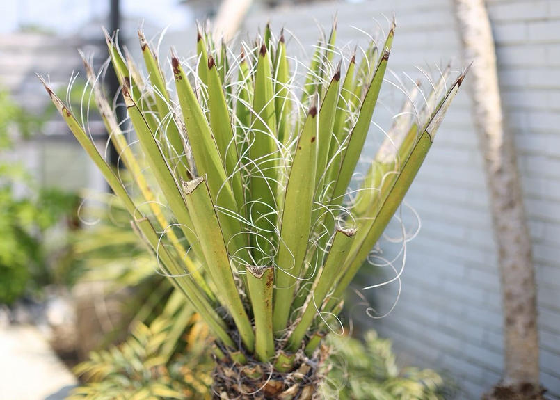 2極耐寒性ユッカ ファクソニアーナ◇ドライガーデン南国リゾート