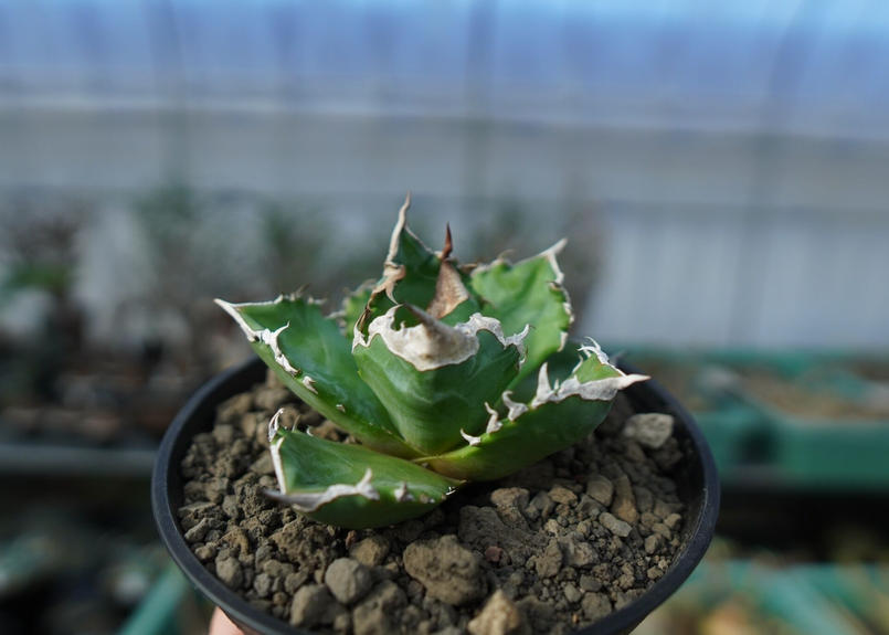アガベ チタノタ ホワイトファイヤー 子株 Agave Titanota 植物