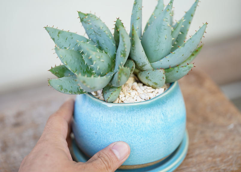 Aloe Peglerae Mana S Green 塊根植物販売 マナズグリーン