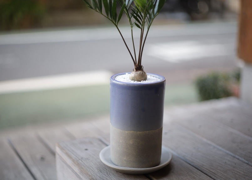 ザミア フロリダーナ Zamia Floridana Mana S Green 塊根植物販