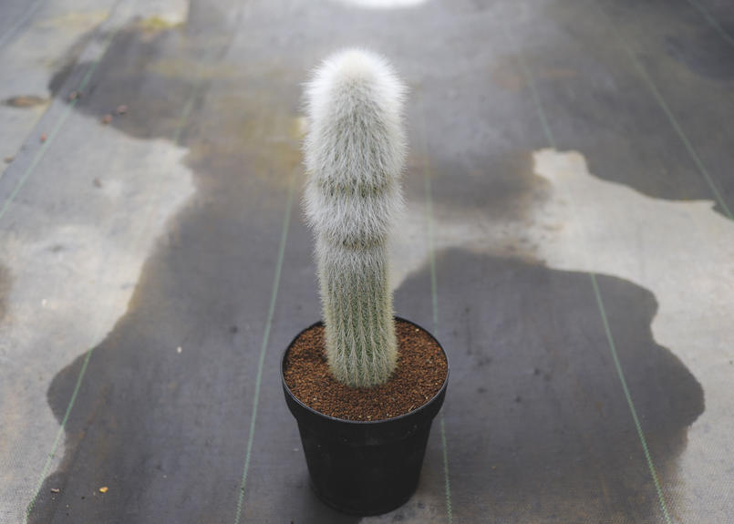 サボテン 白閃 Mana S Green 塊根植物販売 マナズグリーン