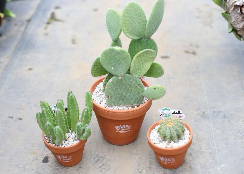 サボテンセット Mana S Green 塊根植物販売 マナズグリーン
