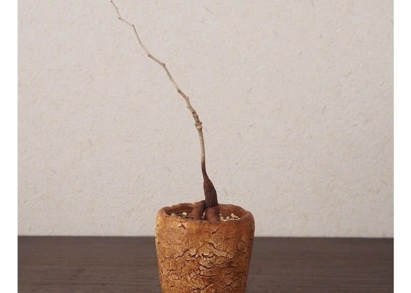 オペルクリカリア パキプス Operculicarya Pachypus No 3 Man