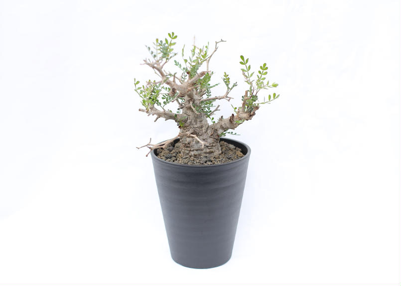 オペルクリカリア パキプス No 10 Mana S Green 塊根植物販売 マナズグリーン オペルクリカリア パキプス No 10 Mana S Green 塊根植物販売 マナズグリーン