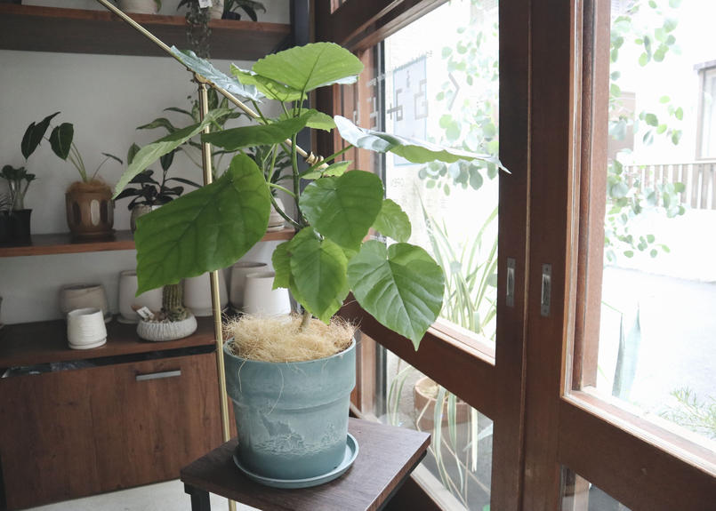 フィカス ウンベラータ Mana S Green 塊根植物販売 マナズグリーン