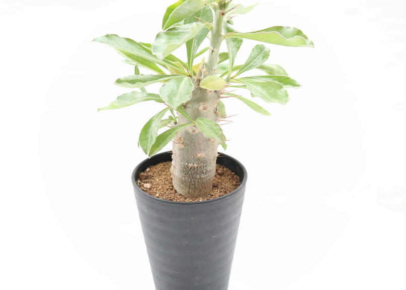 パキポディウム サンデルシー 国内実生 Mana S Green 塊根植物販売 マナズグリーン パキポディウム サンデルシー 国内実生 Mana S Green 塊根植物販売 マナズグリーン