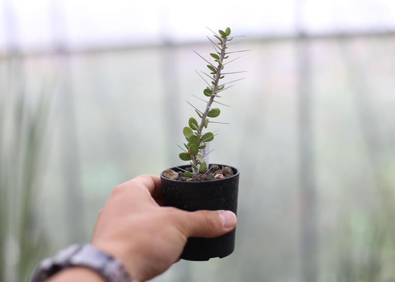 アローディア コモサ Mana S Green 塊根植物販売 マナズグリーン