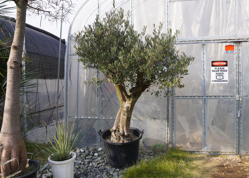 古木風オリーブ 06年実生 Mana S Green 塊根植物販売 マナズグリーン