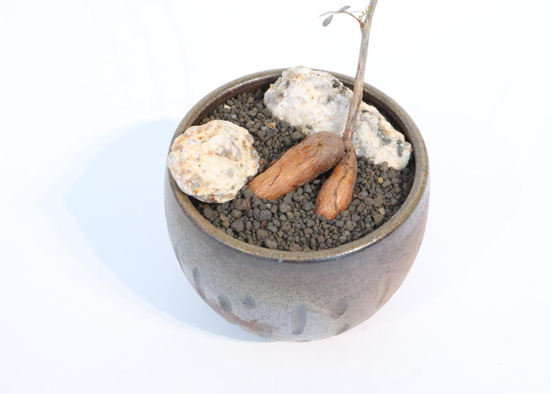 オペルクリカリア デカリー 根ざし Mana S Green 塊根植物販売 マナズグリーン