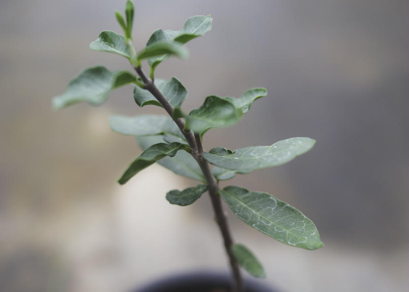 フォッケア エデュリス 火星人 Mana S Green 塊根植物販売 マナズグリーン