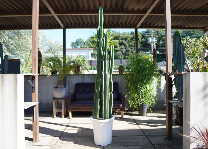 柱サボテン Mana S Green 塊根植物販売 マナズグリーン