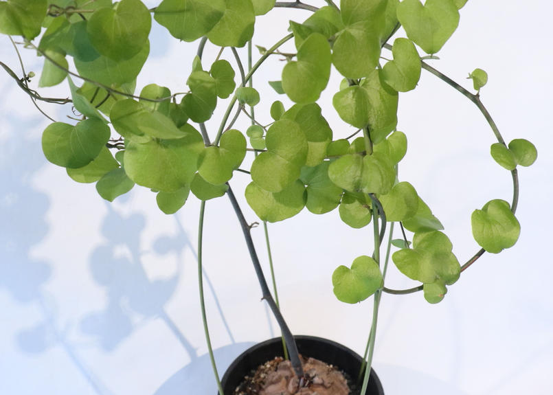 ディオスコレア エレファンティペス 亀甲竜 １ Mana S Green 塊根植物販売