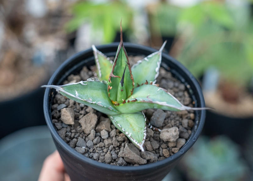 アガベ オテロイ agave oteroi No.1 | mana's green:塊根植物販...