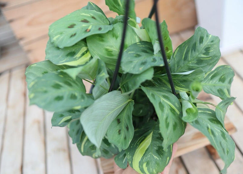 マランタ ケルコビアナ Mana S Green 塊根植物販売 マナズグリーン マランタ ケルコビアナ Mana S Green 塊根植物販売 マナズグリーン