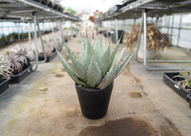 パリーチワワ×ネオメキシカーナ ハイブリッド | tspea.org