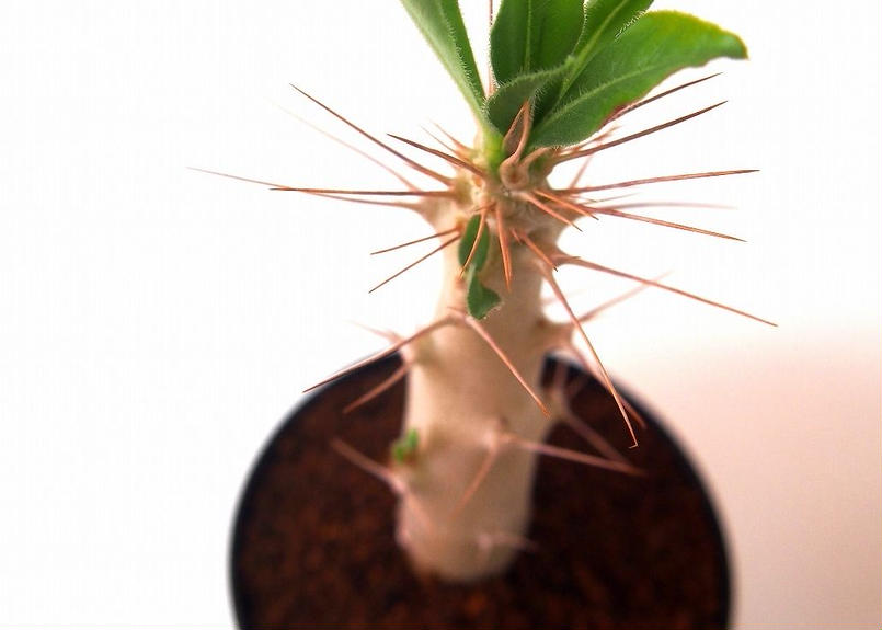 パキポディウム サンデルシー 白馬城 Pachypodium Saundersii Man