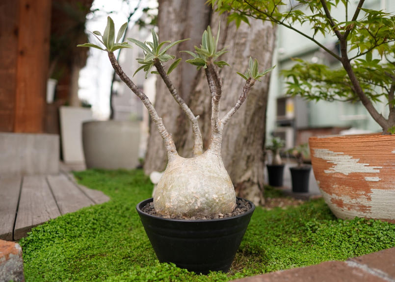 セール パキポディウムグラキリス 植物