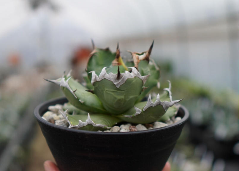 Agave titanota dwarf 姫厳龍 A NO.2 | mana's green:...