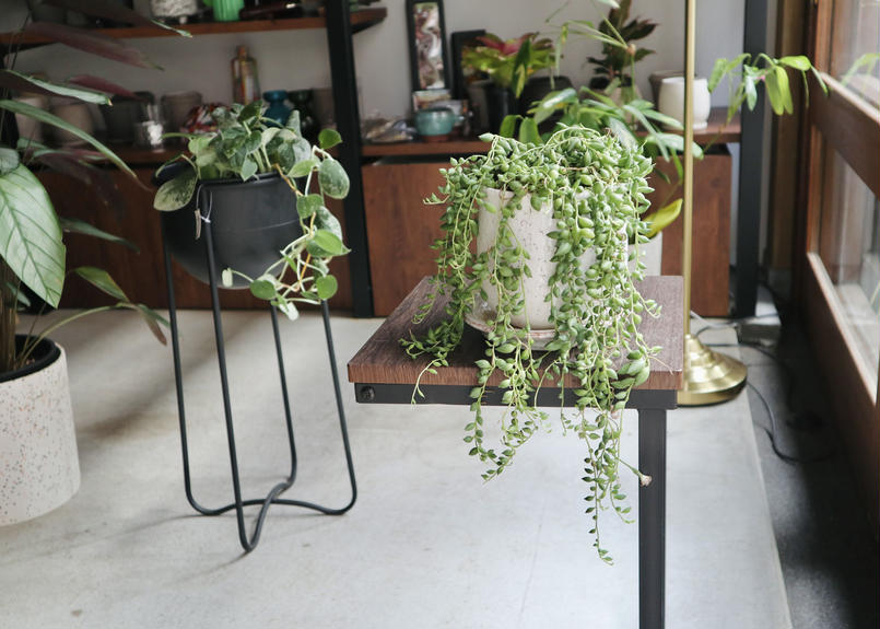 グリーンネックレス Mana S Green 塊根植物販売 マナズグリーン