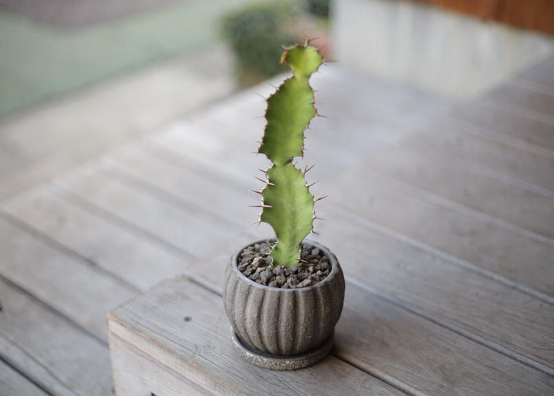 ユーフォルビア 大雲閣 Euphorbia Acrurensis Mana S Green ユーフォルビア 大雲閣 Euphorbia Acrurensis Mana S Green