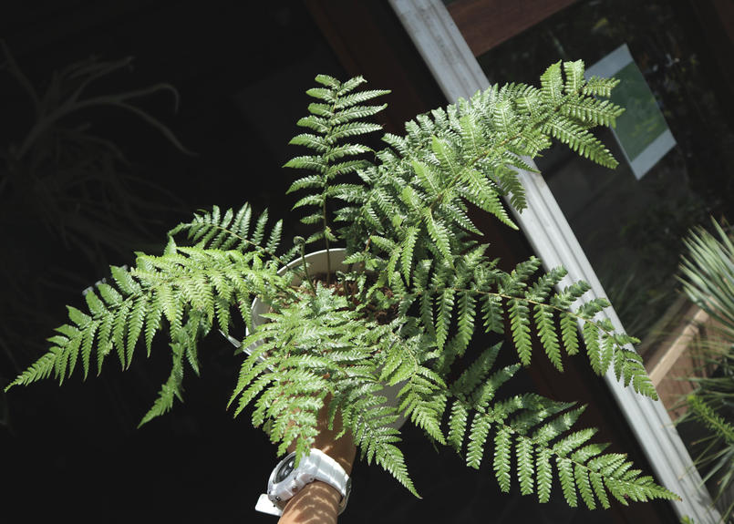 大株❗️ディクソニア アンタルティカ 長さ100㎝❗️